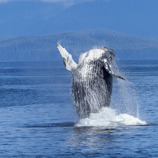 observation des baleines